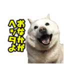 北海道犬リュウくんスタンプ（個別スタンプ：29）