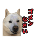 北海道犬リュウくんスタンプ（個別スタンプ：30）