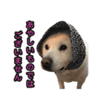 北海道犬リュウくんスタンプ（個別スタンプ：31）
