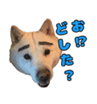 北海道犬リュウくんスタンプ（個別スタンプ：32）