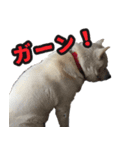 北海道犬リュウくんスタンプ（個別スタンプ：33）