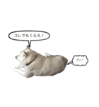 北海道犬リュウくんスタンプ（個別スタンプ：35）