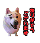 北海道犬リュウくんスタンプ（個別スタンプ：37）