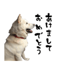 北海道犬リュウくんスタンプ（個別スタンプ：38）
