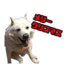 北海道犬リュウくんスタンプ（個別スタンプ：39）