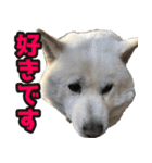 北海道犬リュウくんスタンプ（個別スタンプ：40）