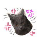 mycatlife（個別スタンプ：1）