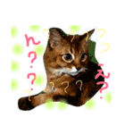 mycatlife（個別スタンプ：2）