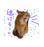 mycatlife（個別スタンプ：3）