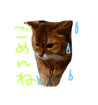 mycatlife（個別スタンプ：4）