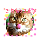 mycatlife（個別スタンプ：5）