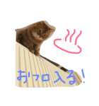 mycatlife（個別スタンプ：6）