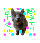 mycatlife（個別スタンプ：7）