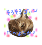 mycatlife（個別スタンプ：8）