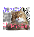 mycatlife（個別スタンプ：9）