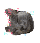 mycatlife（個別スタンプ：10）