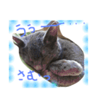 mycatlife（個別スタンプ：11）