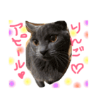 mycatlife（個別スタンプ：13）