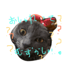 mycatlife（個別スタンプ：14）