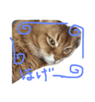mycatlife（個別スタンプ：15）