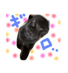 mycatlife（個別スタンプ：16）