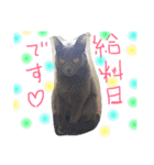 mycatlife（個別スタンプ：18）