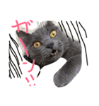 mycatlife（個別スタンプ：19）
