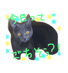 mycatlife（個別スタンプ：20）