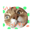 mycatlife（個別スタンプ：21）