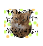 mycatlife（個別スタンプ：22）