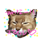 mycatlife（個別スタンプ：23）