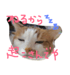 mycatlife（個別スタンプ：24）