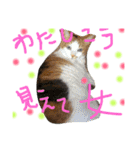mycatlife（個別スタンプ：25）