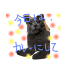 mycatlife（個別スタンプ：28）