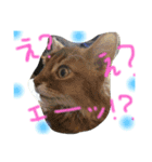 mycatlife（個別スタンプ：30）
