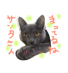 mycatlife（個別スタンプ：31）