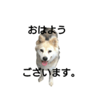 雑種犬タローの日常（個別スタンプ：1）