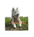 雑種犬タローの日常（個別スタンプ：2）