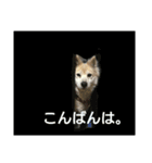 雑種犬タローの日常（個別スタンプ：3）