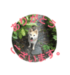 雑種犬タローの日常（個別スタンプ：4）