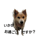 雑種犬タローの日常（個別スタンプ：5）