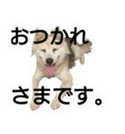 雑種犬タローの日常（個別スタンプ：6）