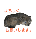 雑種犬タローの日常（個別スタンプ：7）