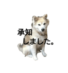 雑種犬タローの日常（個別スタンプ：9）