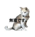 雑種犬タローの日常（個別スタンプ：10）