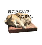 雑種犬タローの日常（個別スタンプ：12）
