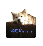 雑種犬タローの日常（個別スタンプ：13）