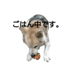 雑種犬タローの日常（個別スタンプ：14）