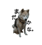 雑種犬タローの日常（個別スタンプ：15）