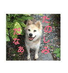 雑種犬タローの日常（個別スタンプ：16）